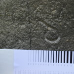 O1103